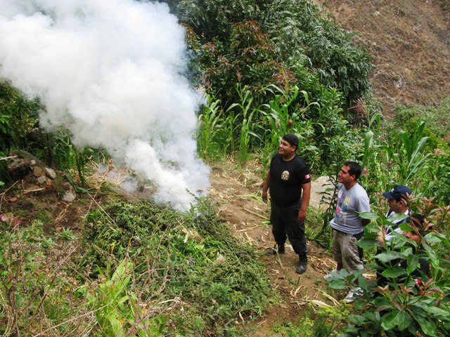 Policía descubre sembríos de marihuana e incinera 40 kilos de esta droga en Casma