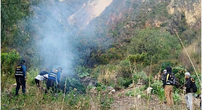 Áncash: incineran más de 2 mil 500 plantones de marihuana en la provincia de Sihuas 