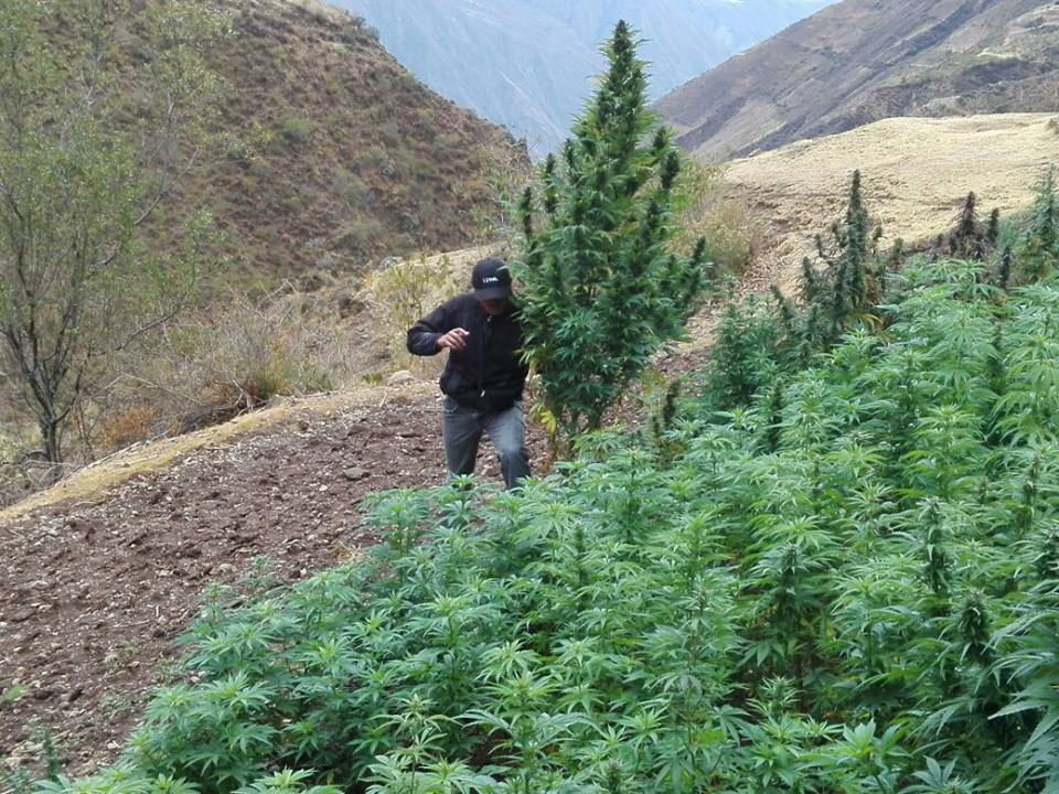 Incineran más de 13 mil plantones de marihuana en distrito de Huacrachuco 