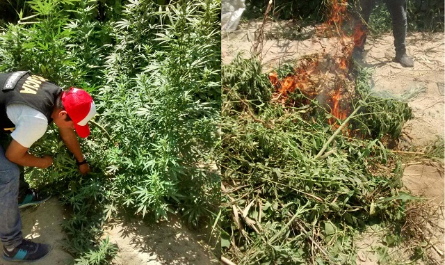 Narcos cultivan droga con riego tecnificado y en terrenos del Estado en costa de Áncash