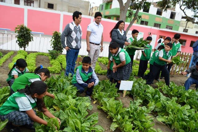 Chimbote: Escolares de la escuela Virgen del Carmen cosechan hortalizas en su biohuerto 