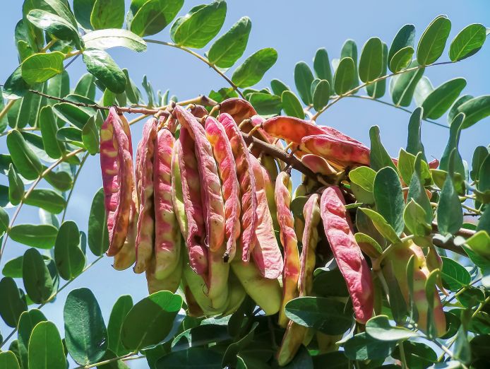 Impulsan la calidad y trazabilidad de la Tara para fortalecer su cadena productiva en el Perú