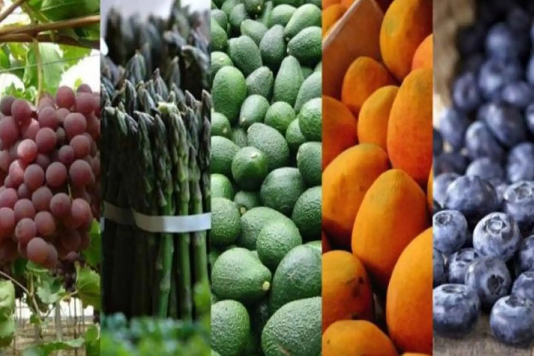 Exportaciones peruanas alcanzaron valor histórico de US$ 8,729 millones en agosto