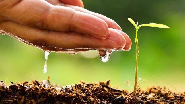 El ambiente, los 3 virus y una guía contra la huella ecológica