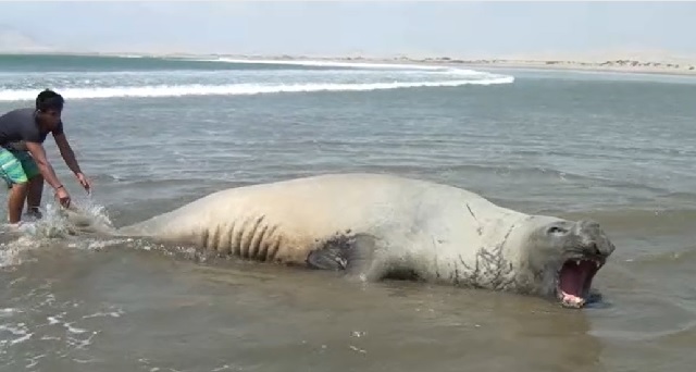 Elefante marino hembra de más de tres metros sorprendió a pescadores del puerto de Casma