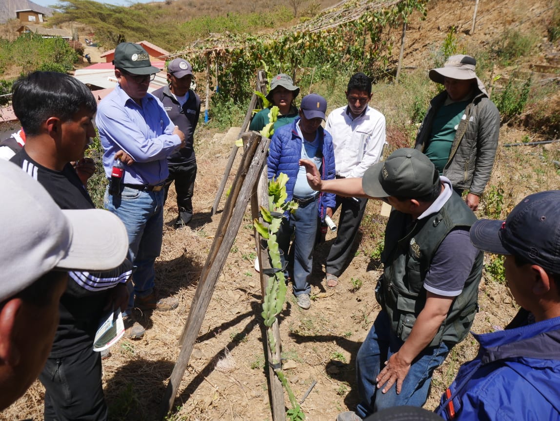 Áncash: precios de palta y mango se afectarán por la crisis local y mundial 