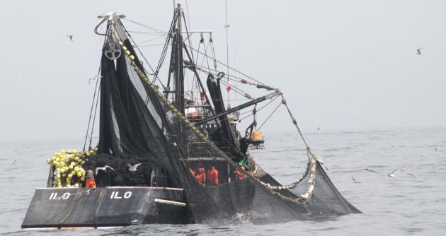 Pesca creció 25,97%  en agosto de 2018