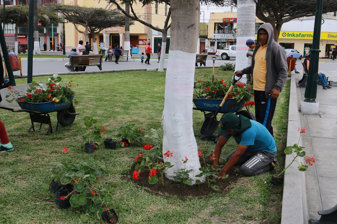 Comuna provincial embellece plaza de armas de Chimbote con flores del Vivero Forestal