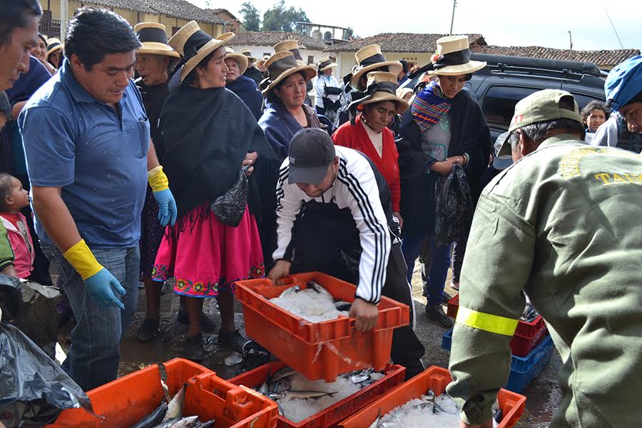 Pallasca: Municipio distribuyó 17 toneladas de pescado a población de la provincia
