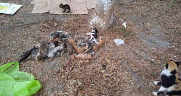 Chimbote: envenenan a una veintena de gatos en parque de urbanización 21 de Abril
