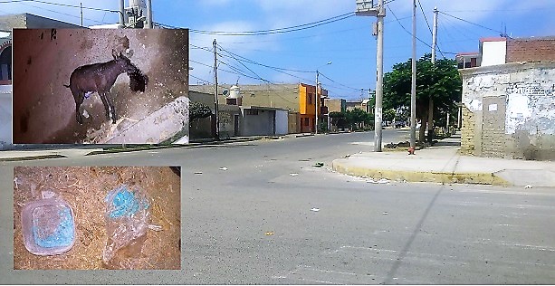 Malvados matan 10 canes en Chimbote, los envenenaron con cianuro que dejaron en las calles