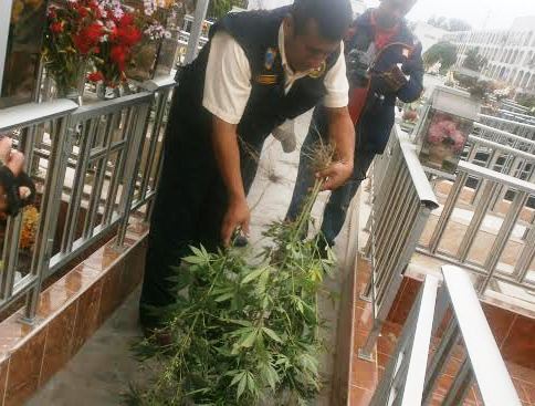 Retiran plantones de marihuana hallados en cementerio de Chimbote