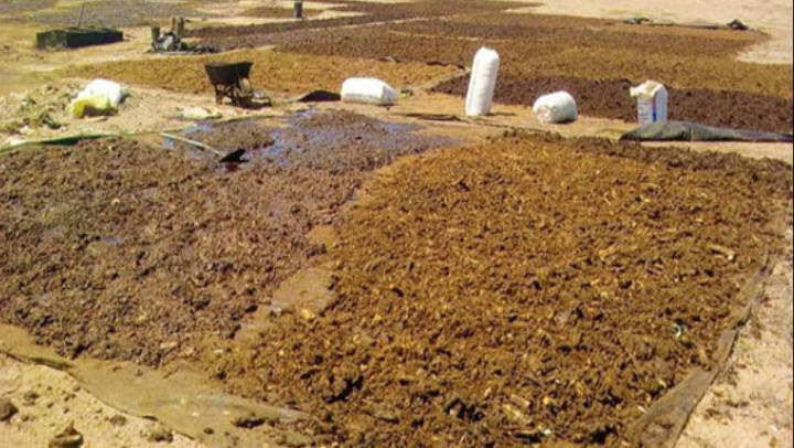 Chimbote: decomisan 22 mil kilos de residuos de pescado que eran secados a la intemperie 
