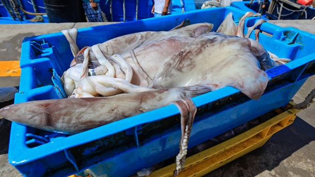 Chimbote: condenan a patrón de lancha por extracción ilegal de especies marinas
