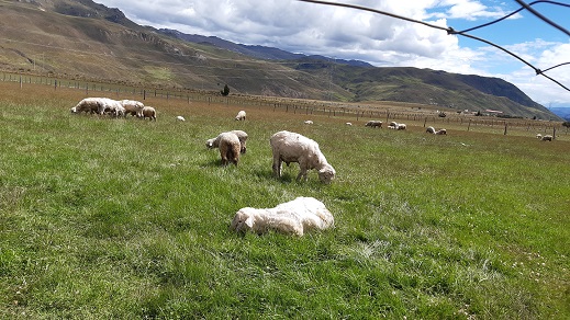Investigadores identifican especies de pastos nativos tolerantes a las heladas