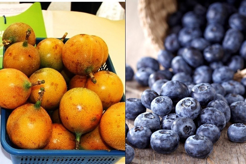 Establecen estándares de calidad para el arándano, granadilla y sacha inchi