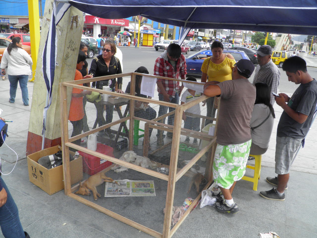Piden apoyo para esterilizar perros y gatos de los pueblos jóvenes de Chimbote