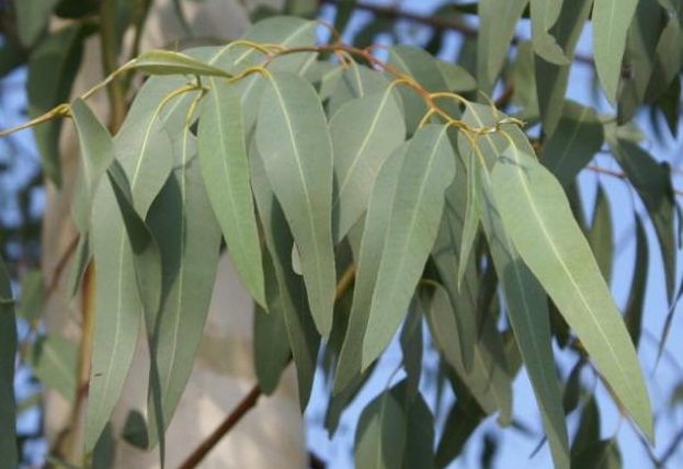Infusiones de plantas medicinales ayudan a combatir el resfriado