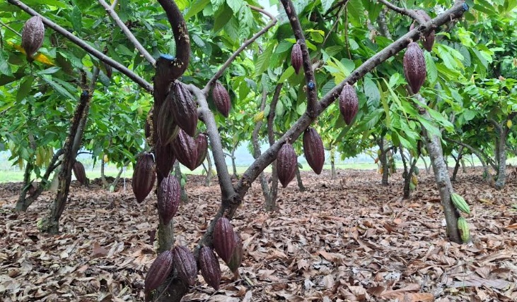 Midagri conserva calidad genética de 342 accesiones de cacao en banco de germoplasma