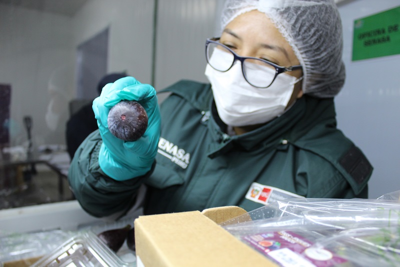 Exportación de higo fresco de Áncash se consolida en mercados internacionales