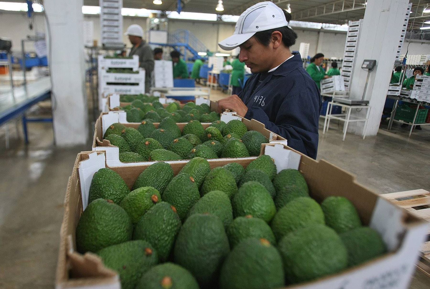 Exportaciones de palta, mango, banana y cebolla sumaron US$ 215 millones a febrero