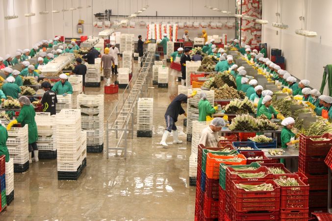 Mayor comercio mundial de alimentos beneficiará a las agroexportaciones peruanas  