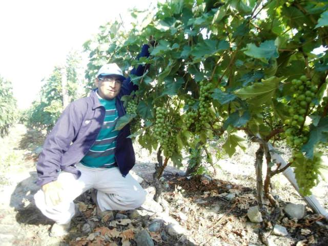 Huarmey: Ingeniero agrónomo pierde la vida tras volcarse su camioneta en la Panamericana Norte