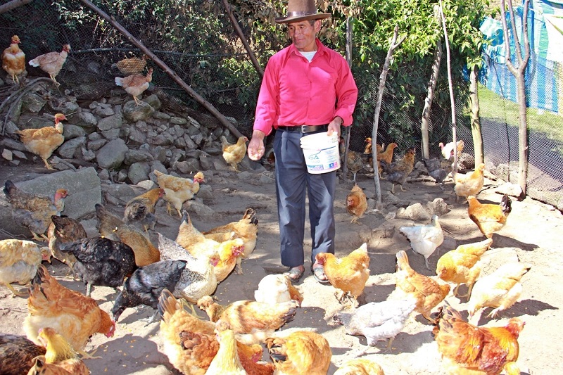 Familias de la sierra de Áncash alimentan y educan a sus hijos con crianza de gallinas y venta de huevos