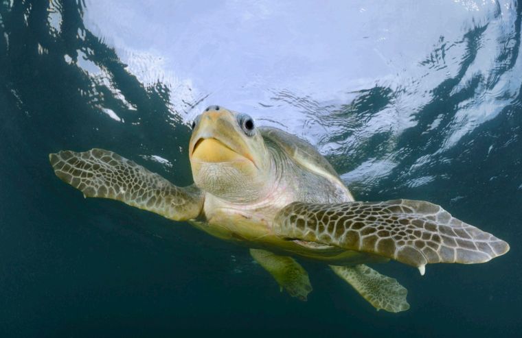  Día Mundial de los Mares: capacitan a más de 4800 pescadores artesanales en buenas prácticas de liberación de tortugas marinas