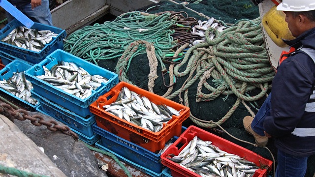 Chimbote: Fiscalía Ambiental inacuta 600 kilos de caballa en talla juvenil