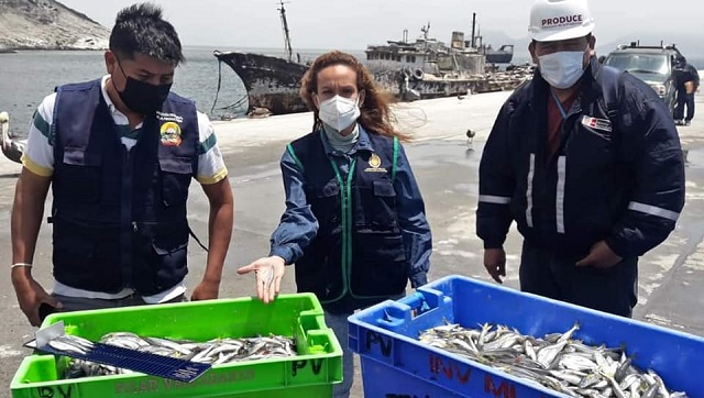 Fiscalía incauta 1400 kilos de pejerrey en estado juvenil en muelle de Samanco