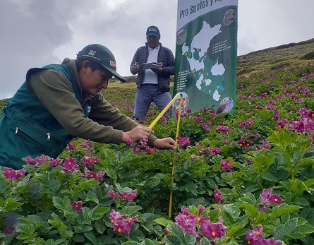 Más de 13 mil agricultores mejoran calidad de suelos agrarios con tecnología de manejo agronómico 