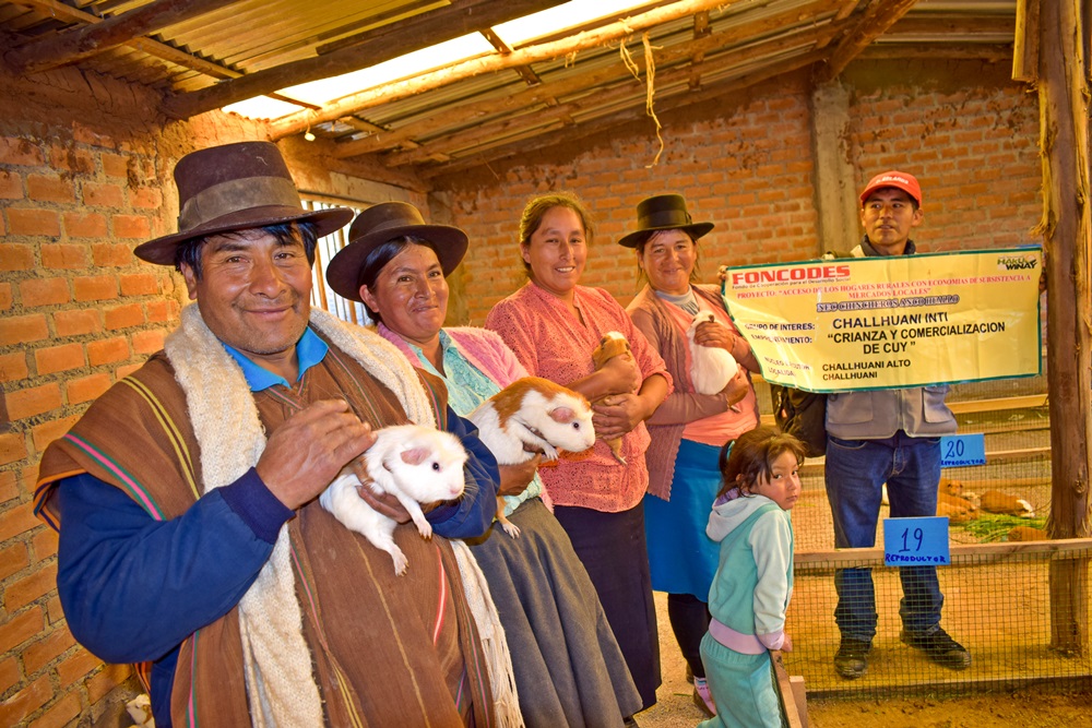 Foncodes: Cerca de 100 mil familias usuarias de Haku Wiñay combaten la anemia y salen adelante con el cuy