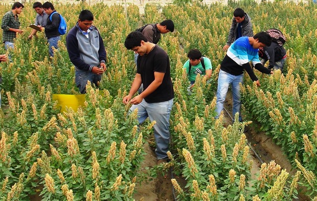 Alumnos de USP siembran 6 variedades quinua que se adaptan a clima y suelo de Chimbote