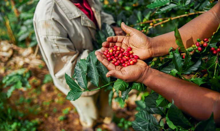 Inacal impulsa la calidad del café peruano con 38 normas técnicas 