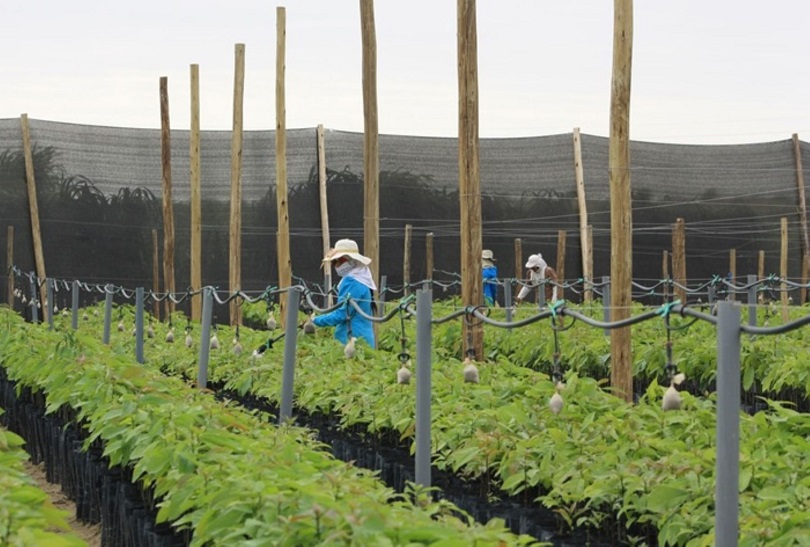 Comisión que verá Ley Agraria propone aumento en remuneración de trabajadores