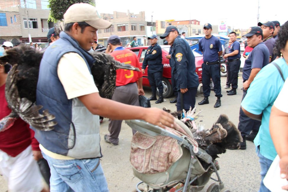Chimbote: 10 gallos fueron decomisados a ambulantes de la avenida Buenos Aires previo a Navidad