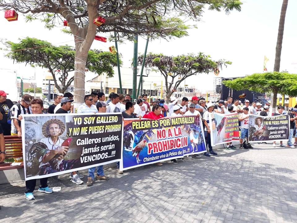 Chimbote: realizan plantón en rechazo a que se prohíba peleas de gallos 