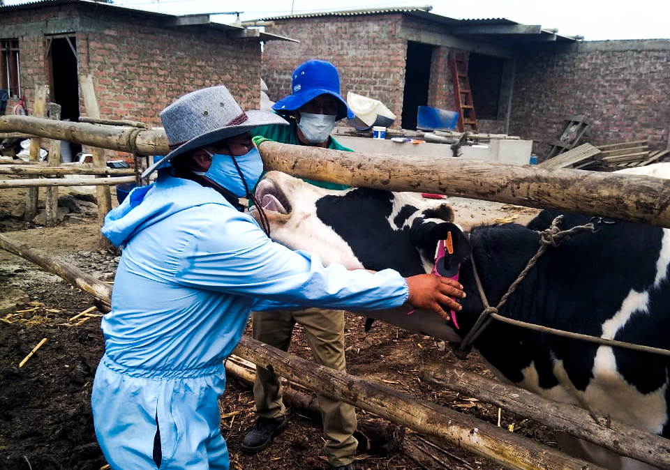 Áncash: identifican ganado con Programa de Desarrollo de Sanidad e inocuidad Agroalimentaria