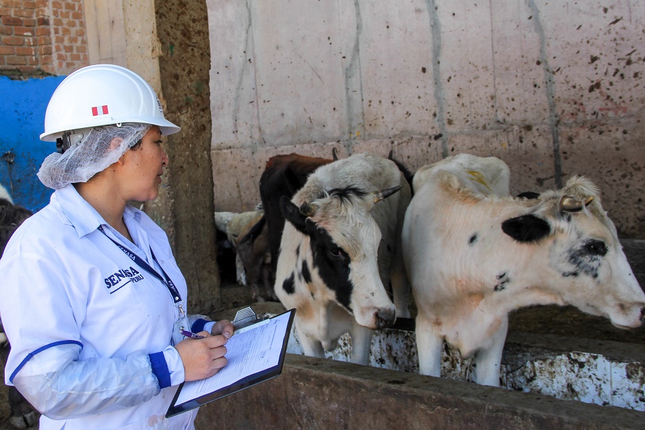 Advierten que mataderos municipales de Áncash trabajan sin autorización sanitaria