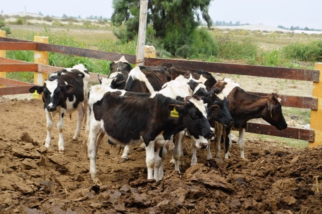 Ganado murió de hambre en Chinecas, campamento estuvo abandonado más de un año