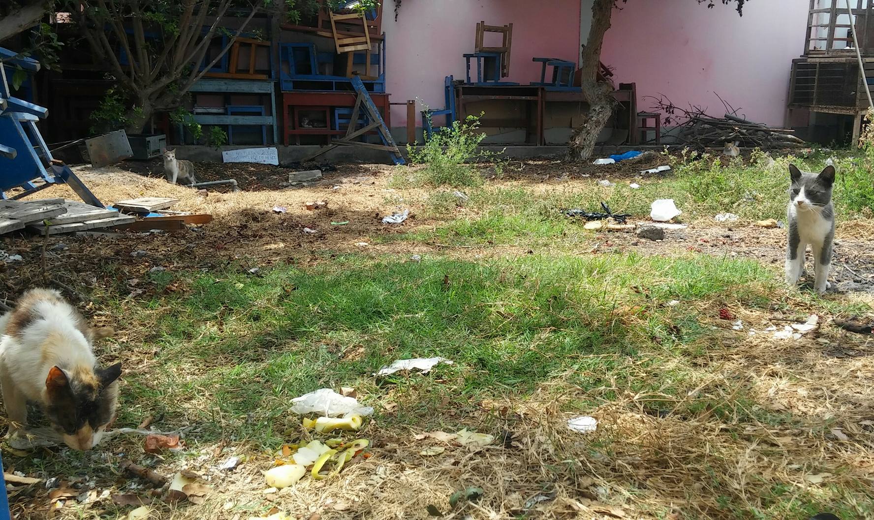 Chimbote: Colegio que alberga a estudiantes del ‘Belaunde’ se encuentra invadido de gatos