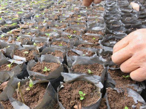 INIA estudia potencialidad del genoma del árbol de la quina