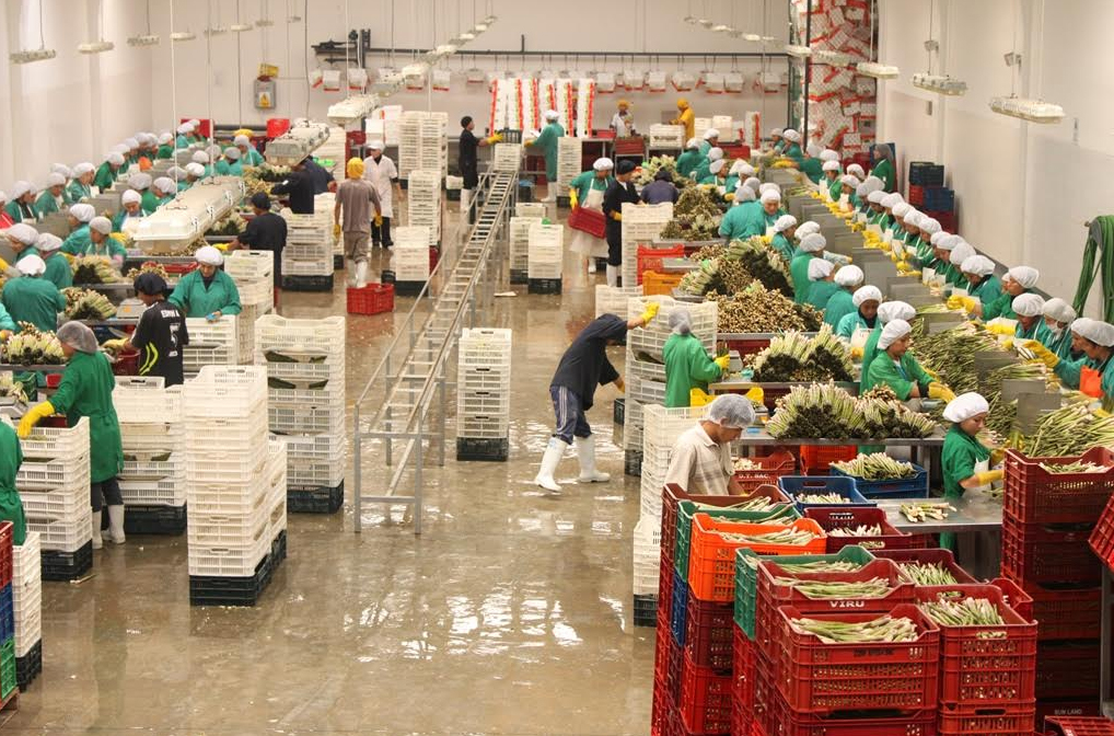 Sector exportador peruano genera cerca de 3 millones de empleos