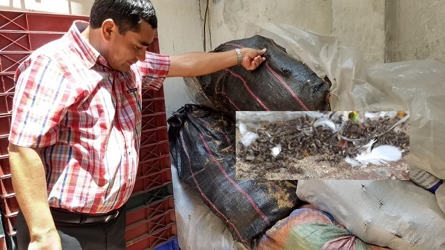 Alerta: Dos toneladas de aletas de tiburón están infestadas de gorgojos en la Direpro de Chimbote