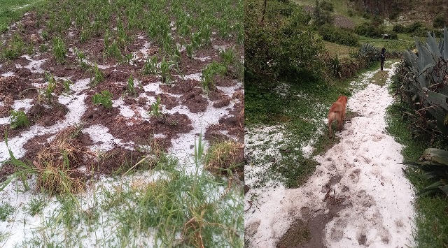 Granizada afecta cultivos en la provincia de Sihuas en Áncash