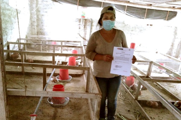 Áncash: productores de cuyes del Valle Fortaleza  certifican sus competencias  