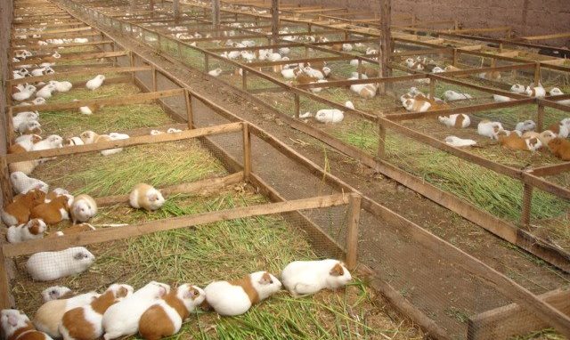    Perú es líder mundial en investigación, genética y población del cuy