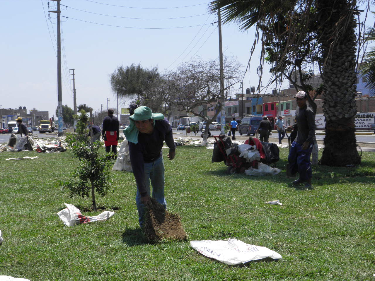 Chimbote: inician trabajos de sembrado de grass en avenida José Pardo