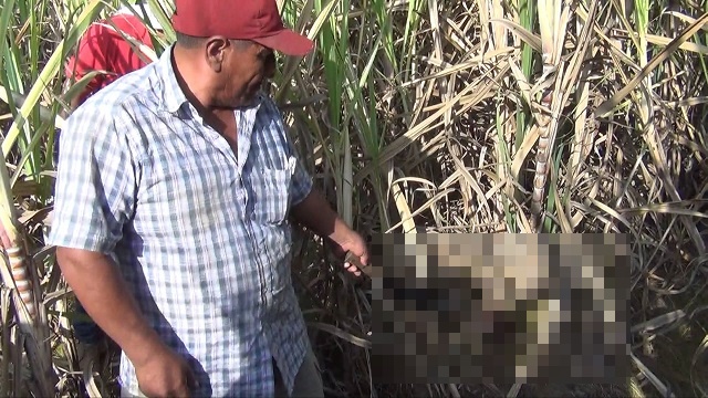 Agricultores hallaron cabeza de curandero decapitado en “Tangay Alto” en Chimbote
